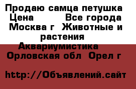 Продаю самца петушка › Цена ­ 700 - Все города, Москва г. Животные и растения » Аквариумистика   . Орловская обл.,Орел г.